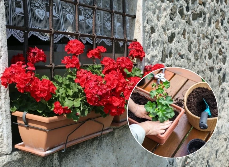 Podpowiadamy, jak sadzić pelargonie w skrzynkach i co zrobić, żeby zdrowo rosły