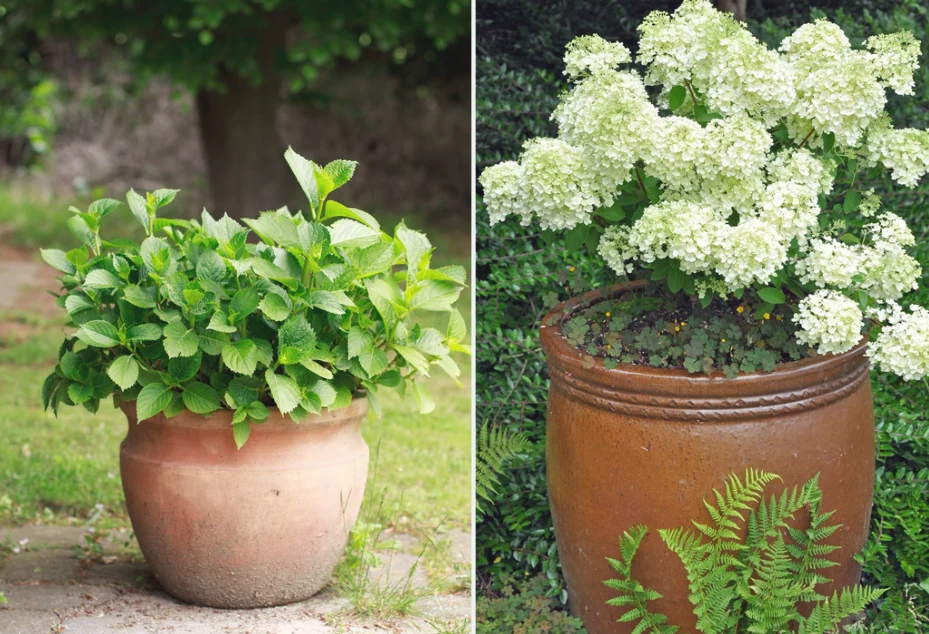 Hortensję należy umieścić w donicy z otworami