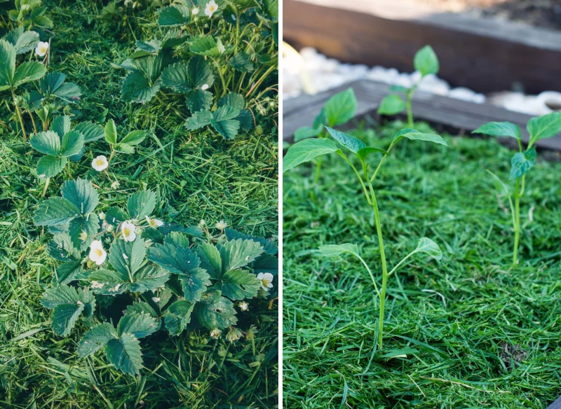 Skoszona trawa świetnie sprawdzi się do ściółkowania grządek warzywnych i rabat kwiatowych