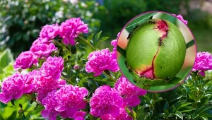 Piwonie mają imponujące kwiaty, ale martwić może ilość mrówek na roślinach.