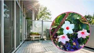 Sundavilla zaczyna podbijać polskie balkony.