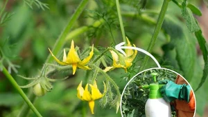 Podpowiadamy, jak zapylać pomidory, aby plony były duże i smaczne.