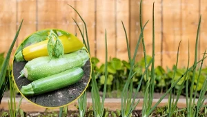 Cukinia najlepiej rośnie w sąsiedztwie konkretnych roślin.
