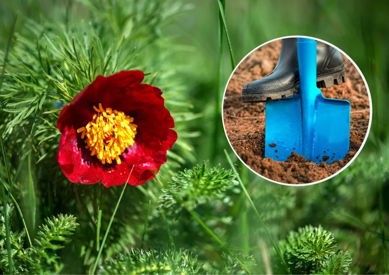 Kiedy sadzić piwonię koperkową