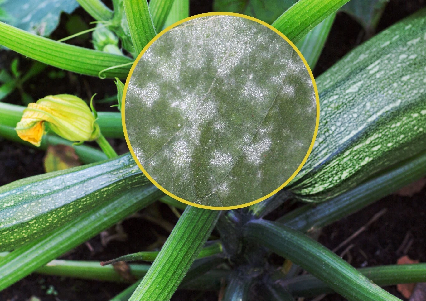 Rzadko zdarza się, żeby cukinia zachorowała. Fot. 123RF. com