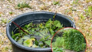 Wyjaśniamy, jakie rośliny można nawozić gnojówką z pokrzyw, a którym nawóz ten może zaszkodzić.