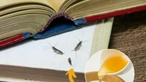 Rybiki cukrowe, choć nie są niebezpieczne, potrafią być prawdziwym utrapieniem.