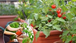 Pomidory w donicach są idealnym rozwiązaniem na wyhodowanie owoców, które często włączamy do swojej diety.