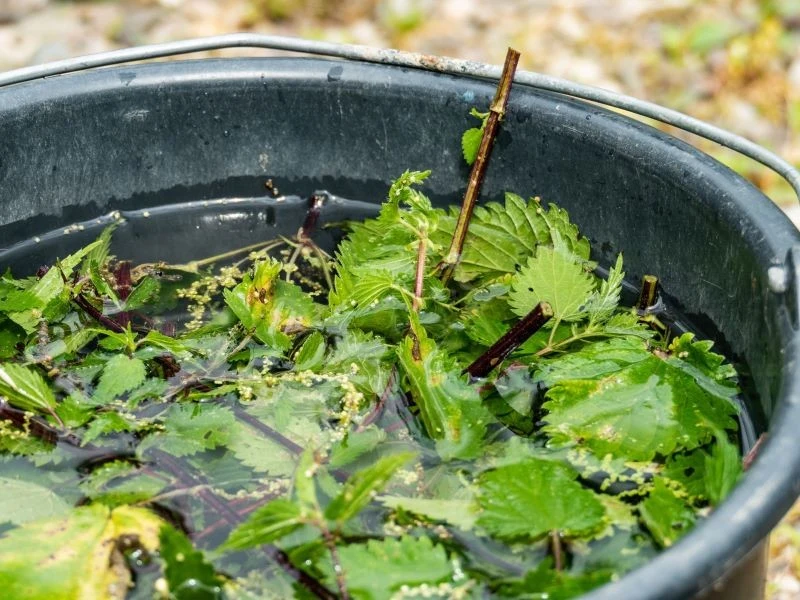 Gnojówka z pokrzywy pozytywnie wpływa na wzrost, kwitnienie i owocowanie roślin
