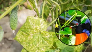 Kiedy pryskać ogórki miedzianem? Na co działa miedzian i czy jest bezpieczny?