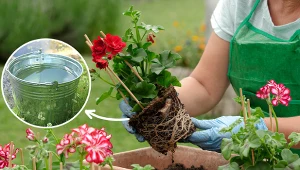 Ogrodnik zaleca: zrób to, zanim posadzisz kwiaty na balkonie i tarasie. Efekty będą imponujące