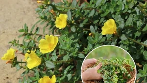 Portulaka pospolita – roślina o przebogatych właściwościach. Dlaczego warto uprawiać portulakę w ogrodzie?