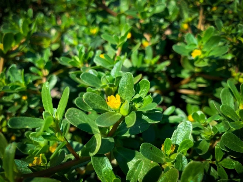 Portulaka pospolita zawiera wiele cennych składników, które pozytywnie działają na organizm człowieka