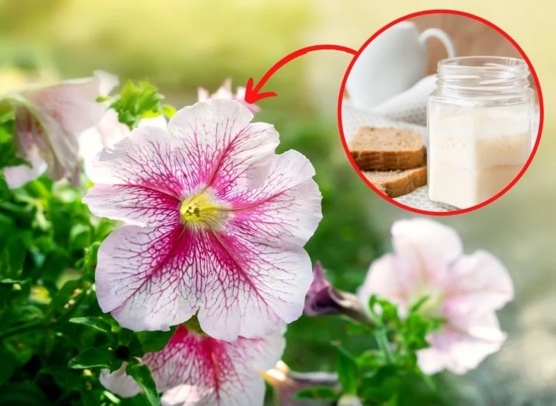 Jak pielęgnować petunie