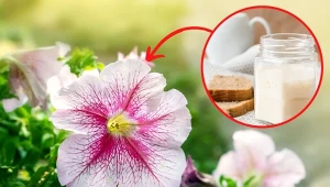 Jak pielęgnować petunie? Klucz do obfitego kwitnienia to odpowiednie nawożenie. Fot. 123RF.com/Piscel