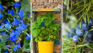 Aranżując balkon, postaw na sprawdzone rośliny.