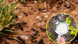 Wyjaśniamy, jak pozbyć się mrówek z ogródka warzywnego. Fot. CanvaPro