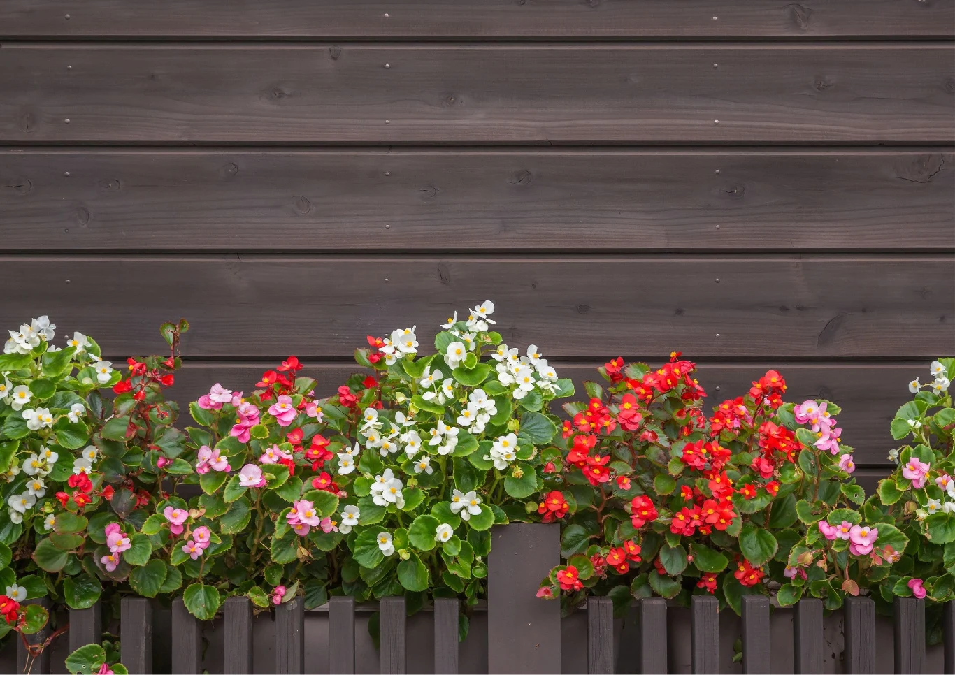 Na balkon cienisty idealnie wpasuje się begonia zwisająca.