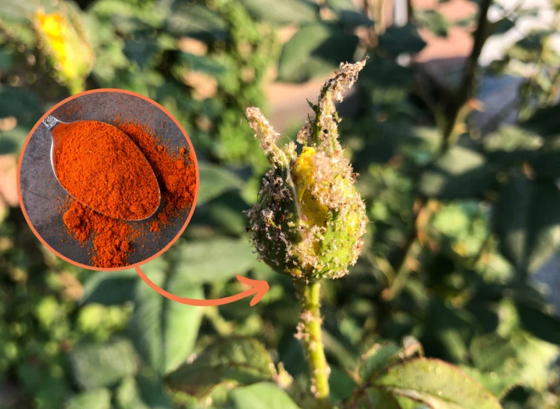 Wyjaśniamy, jak zwalczyć mszyce przy pomocy domowego oprysku