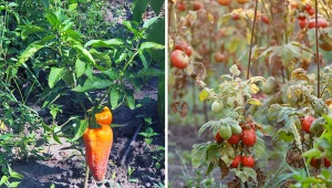 Złe sąsiedztwo warzyw. Nie sadź ich obok siebie, bo zmarnujesz plony