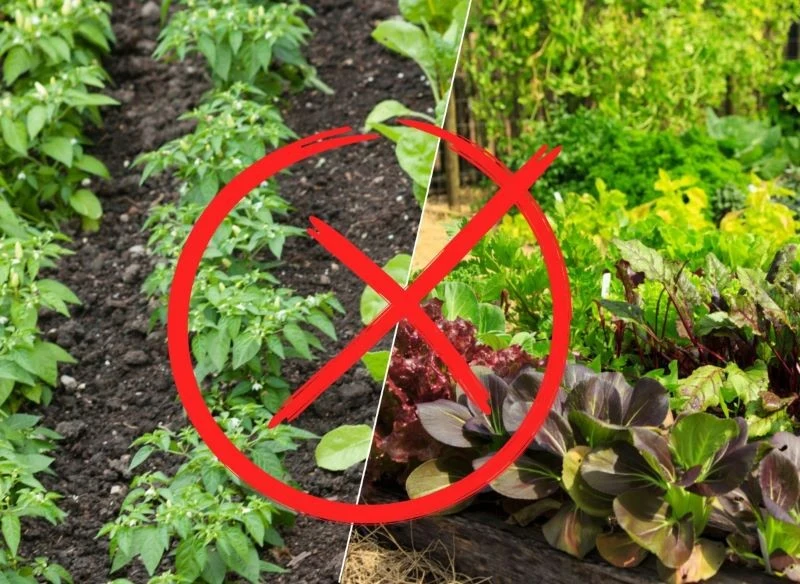 Allelopatia ujemna może wywołać w ogrodzie wiele szkód