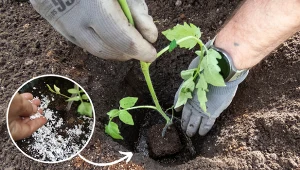 Koniecznie wrzuć do dołka podczas sadzenia pomidorów. Efekt? Zdrowy, silny korzeń i bogate plony