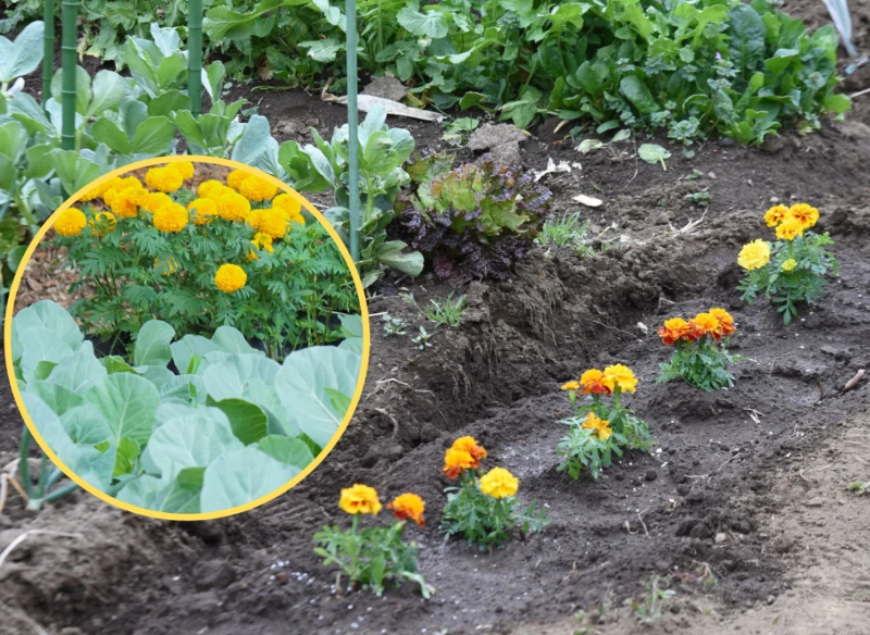 Wyjaśniamy, w sąsiedztwie jakich warzyw najlepiej sadzić aksamitki