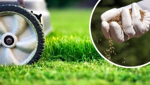 Jak wybrać odpowiednie nasiona trawy? Czy wysiew jednego gatunku jest dobrym pomysłem. Sprawdź.