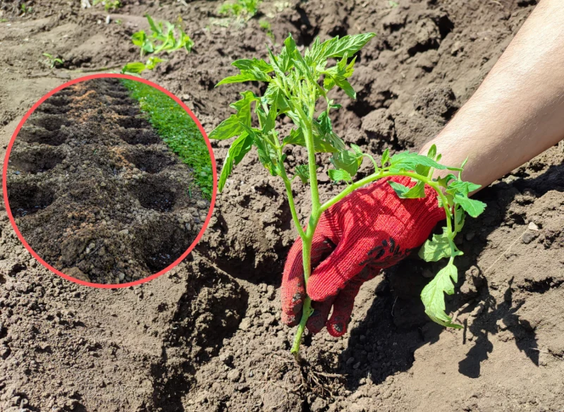 Zdradzamy patent ogrodnika, który wyjaśnia, jak sadzić pomidory, by bogato obrodziły