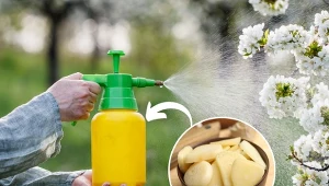 Sprawdź, jak zrobić naturalny oprysk na czereśnie, który odstraszy wszystkie szkodniki.