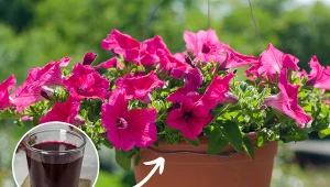 Wyjaśniamy, jak pielęgnować i nawozić surfinie.