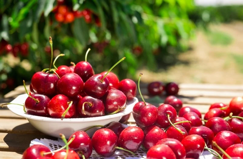 Oprysk na czereśnie można przygotować w warunkach domowych