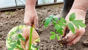 Pielęgnacja pomidorów po posadzeniu obejmuje nie tylko podlewanie, lecz także opryski, obrywanie wilków, a nawet zapylanie.
