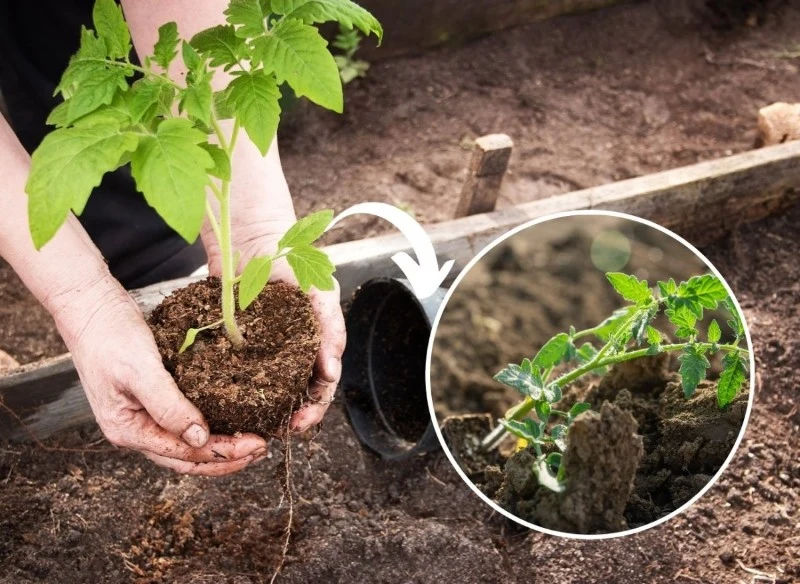 Sprawdź, jak sadzić pomidory, by mieć duże zbiory