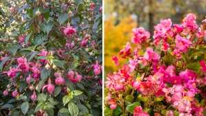 Wyjaśniamy, jakie kwiaty balkonowe najbardziej się obsypują.