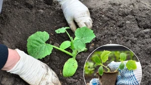 Jaka ziemia jest najlepsza do ogórków gruntowych? Poznaj najlepszą metodę sadzenia ogórków