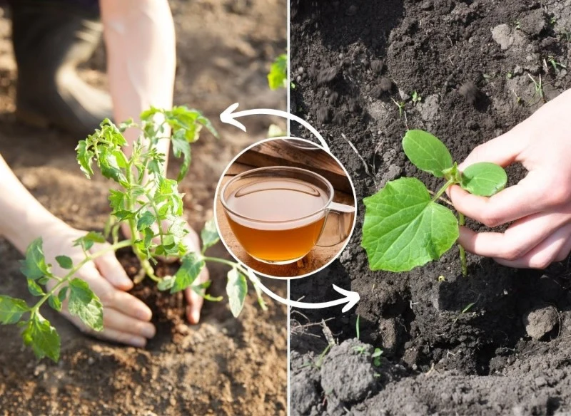 Sprawdź, jak przygotować naturalny dokarmiacz pod pomidory i ogórki
