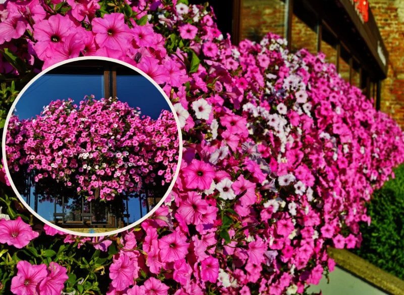 Wyjaśniamy, kiedy sadzić supertunię i jak ją pielęgnować