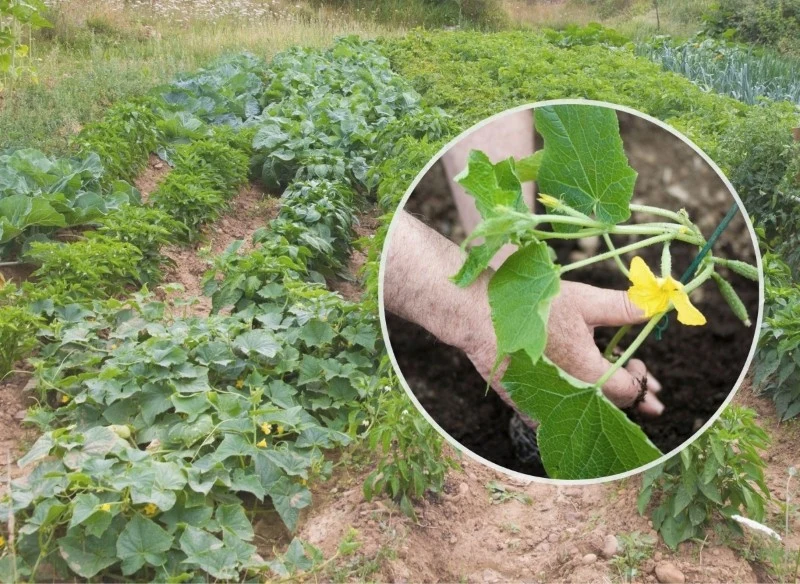 Co posadzić obok ogórków, aby zapewnić im obfite plonowanie