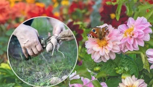 W PRL-u królowały w ogródkach. Możesz przyspieszyć ich kwitnienie nawet o miesiąc.