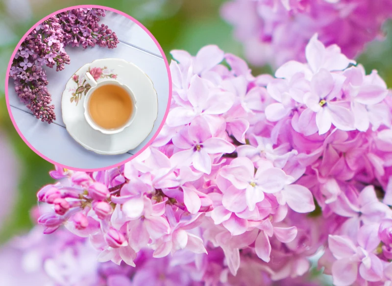Lilak, oprócz pięknego wyglądu i zapachu, posiada liczne właściwości zdrowotne