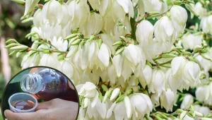 Bywa, że juka ogrodowa nie chce kwitnąć. Co zrobić, by pobudzić ja do wzrostu i ponownego kwitnienia?