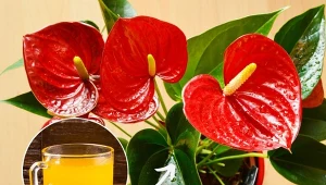 Anturium jest piękną rośliną o spektakularnych kwiatach i ozdobnych liściach.