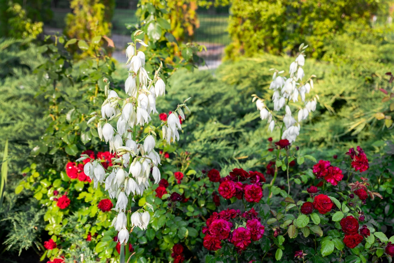 Juka ogrodowa bardzo ładnie rośnie w towarzystwie róż. Kwiaty mają podobne wymagania, jesli chodzi o glebę i dokarmianie.