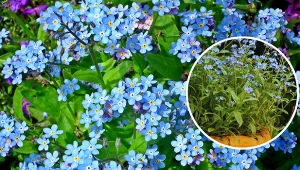 Wyjaśniamy, jak uprawiać niezapominajki na rabatach i w donicach. Fot. Pixabay