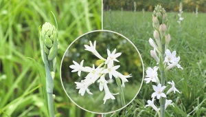 Tuberoza wonna najczęściej uprawiana jest na kwiaty cięte oraz dla przemysłu perfumeryjnego.