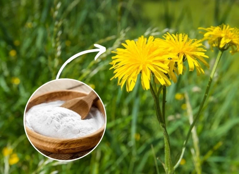 Chwasty na trawniku spędzają sen z powiek ogrodnikom