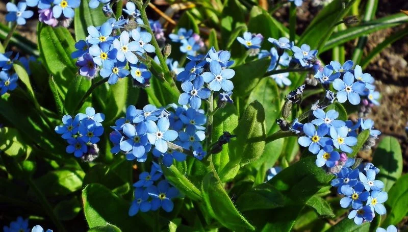 Niezapominajki najczęściej występują w kolorze niebieskim