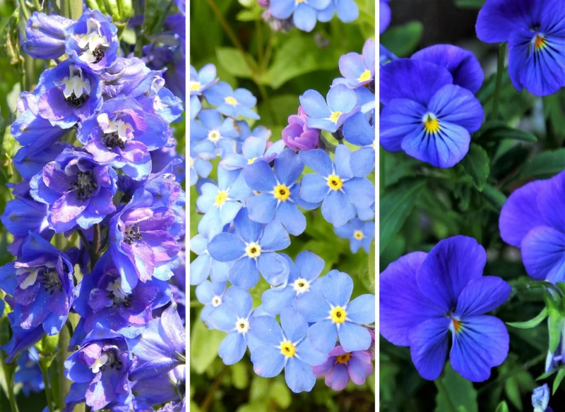 Niebieskie kwiaty w ogrodzie mają wiele uroku