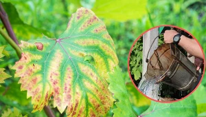 Wyjaśniamy, jak walczyć z cholozą domowymi sposobami.